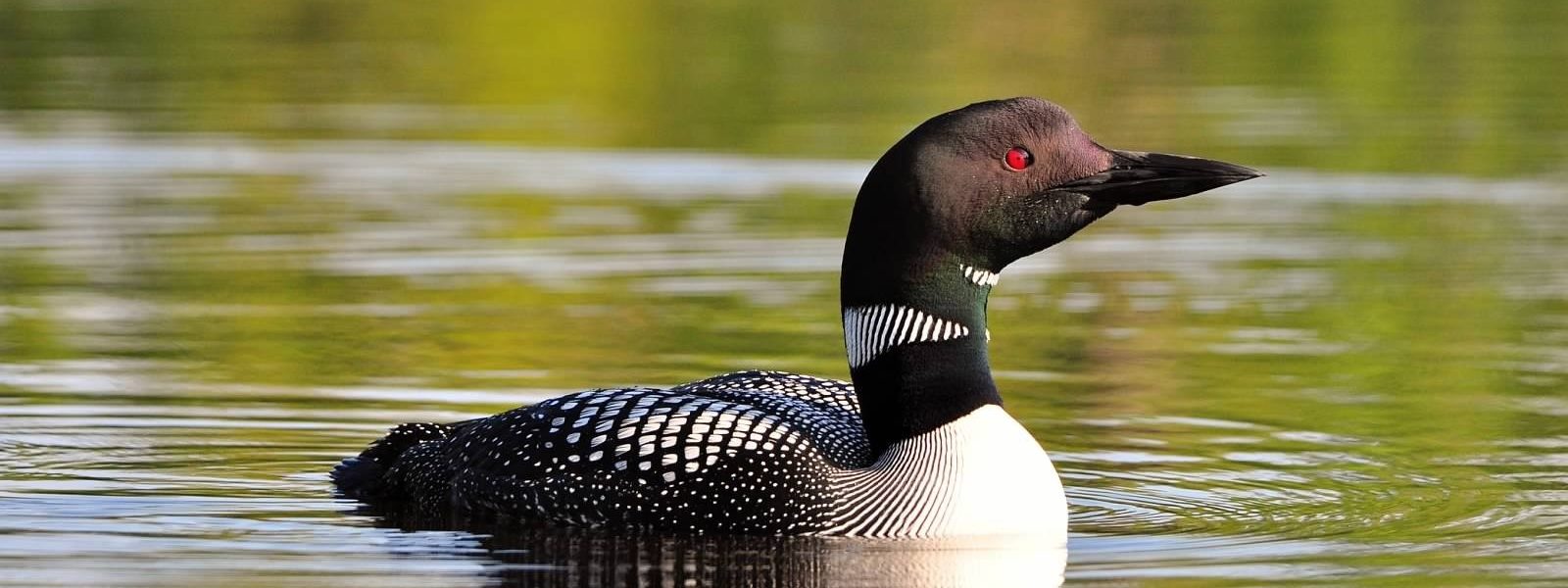Loon swimming in water.