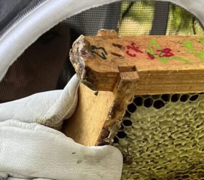 Bewitched Acres beekeeping classes