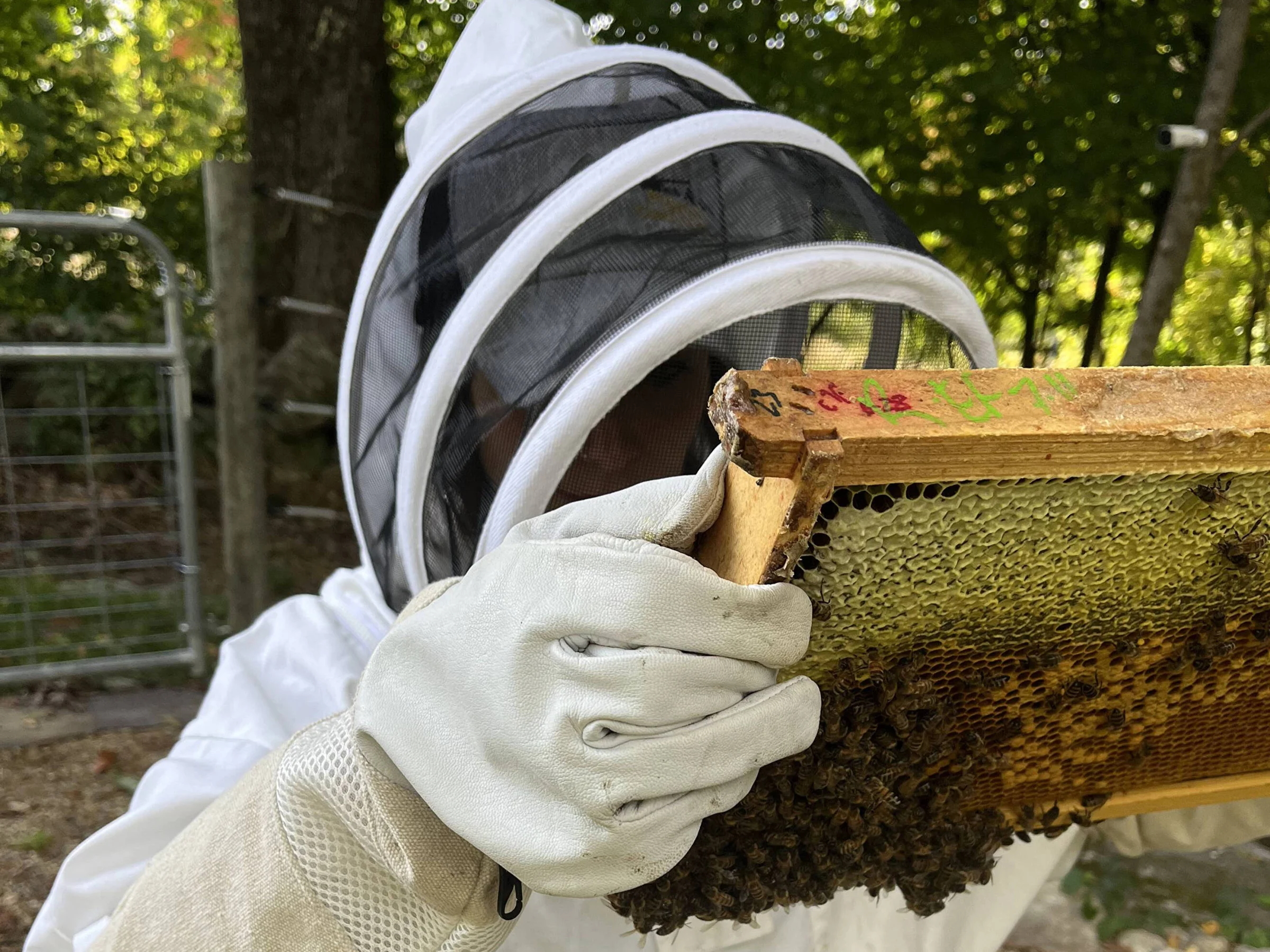 Bewitched Acres Beekeeping