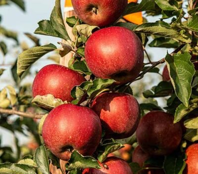 homestead working _ apples